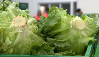 Diarrhoea-causing parasite cases surge in US, lettuce possible culprit