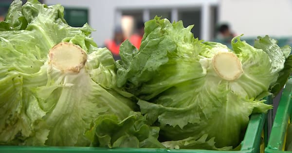 Diarrhoea-causing parasite cases surge in US, lettuce possible culprit