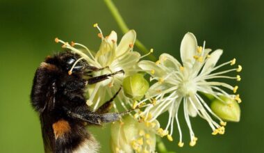 Heavy traffic turns flower-rich road verges into bumblebee traps, and in southern Sweden, scientists found dead bees outnumbered live ones at about 4,000 vehicles a day | World News