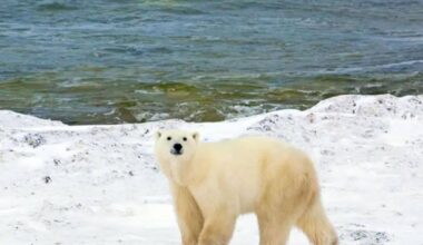 An AI radar system called Bear-dar has successfully detected a polar bear mother and two cubs in Canada’s High Arctic, giving weather station staff time to avoid a dangerous surprise encounter