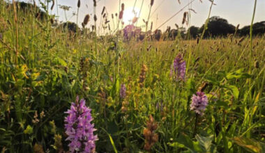 Britain left a five-acre farm without crops or new seeds; 15 years later, nature had turned it into a wildflower-rich meadow