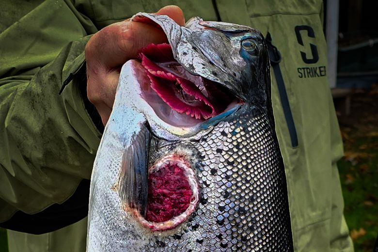 A fisher holds up their catch, carrying a wound caused by a lamprey.