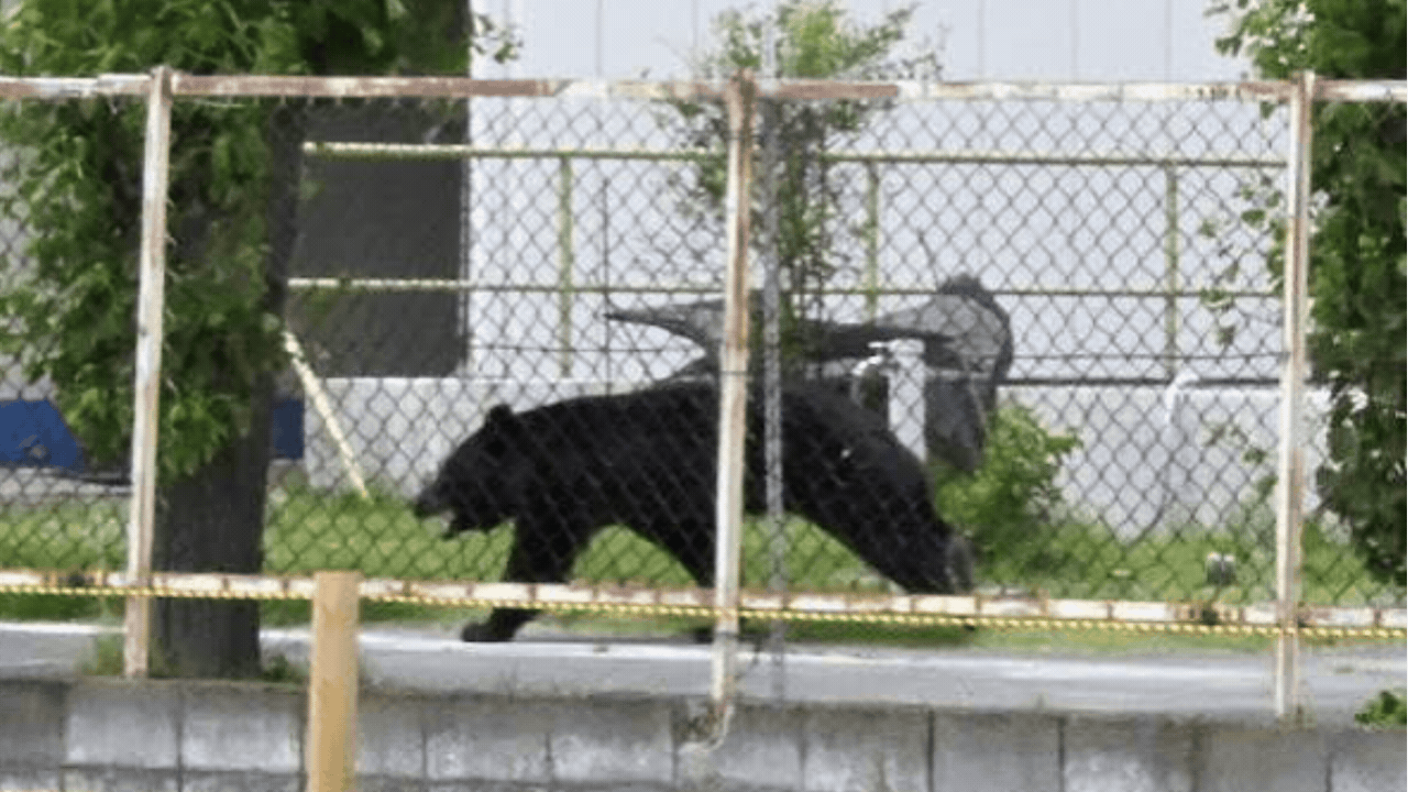 Bear invades elderly couple's home, empties fridge in Northern Japan