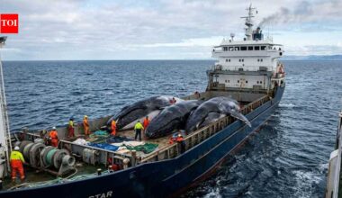 Sea Shepherd chased Japan’s whaling fleet across Antarctica for years, but the activists ultimately lost the battle | World News