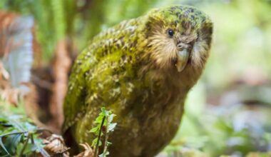 How not to become the Kākāpō of Financial Advice