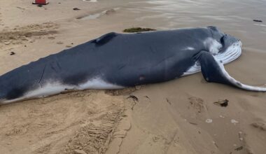 Humpback whale stranded on Cronulla’s Greenhills Beach to be tested for bird flu