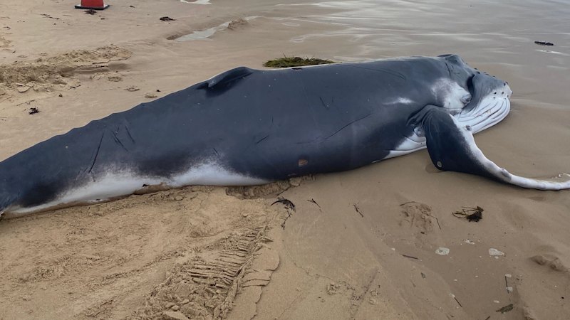 Humpback whale stranded on Cronulla’s Greenhills Beach to be tested for bird flu