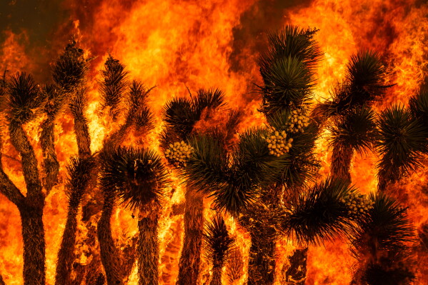 A blaze engulfs trees on the Summit Fire in Llano, CA. Friday, July 10, 2026. (AP Photo/Ethan Swope)