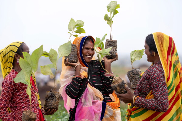 Indian laborers plant saplings as part of the government's tree planting campaign in Gadha Village on the outskirts of Prayagraj in northern Uttar Pradesh state, India, Sunday, July 12, 2026. (AP Photo/Rajesh Kumar Singh)