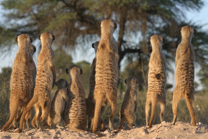 Group of meerkats