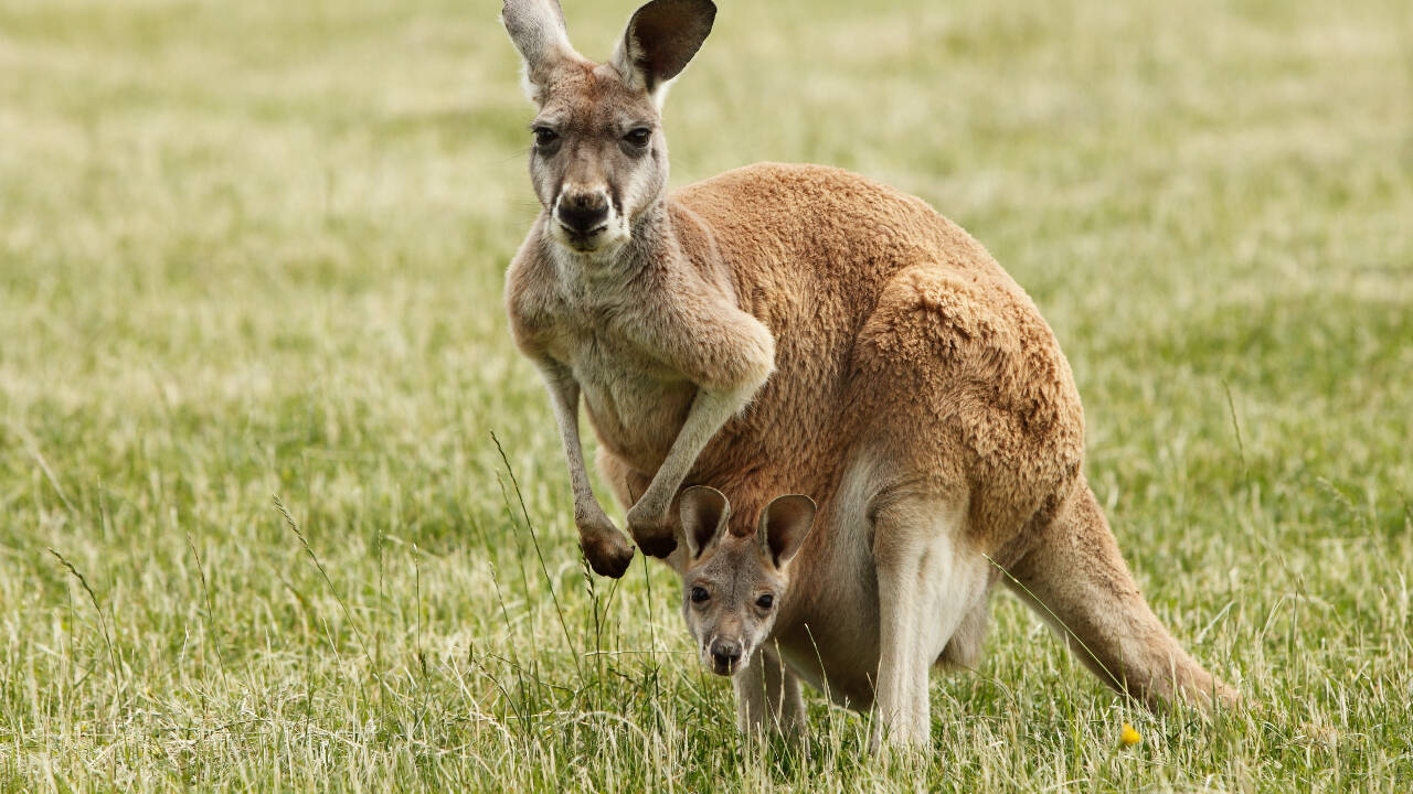 Newborn kangaroos are born tiny, blind and embryo-like, but scientists say their arms develop early so they can crawl to the mother’s pouch and survive