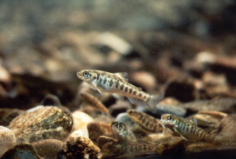 Young salmon in a stream.