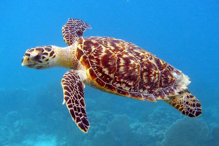 A turtle swims underwater