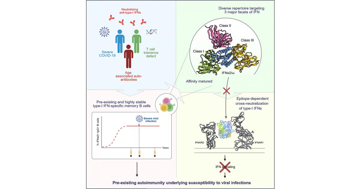 Study reveals why key antiviral defenses failed in some severe COVID-19 patients