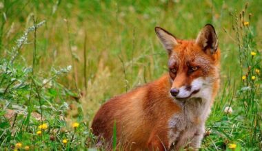 Brought to Australia for sport hunting in the 1800s, foxes devastated native wildlife, so in 1996 the country scaled up poison baiting, and the woylie and numbat began bouncing back | World News