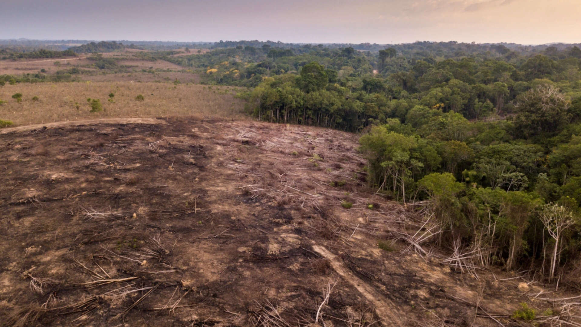deforestation in amazon forest