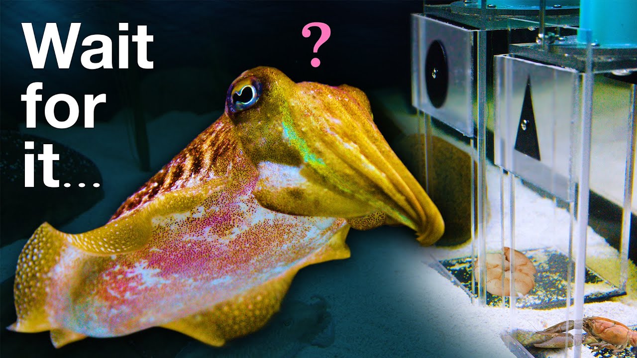 Watch on YouTube: Can this Cuttlefish Pass an Intelligence Test Designed for Children?