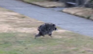 Meet Jimothy, the unusually round Seattle raccoon capturing hearts worldwide