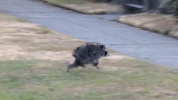Meet Jimothy, the unusually round Seattle raccoon capturing hearts worldwide