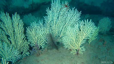 Scientists marked this West African coral reef as probably dead in the 1960s; underwater drones found it alive more than 50 metres below the sea