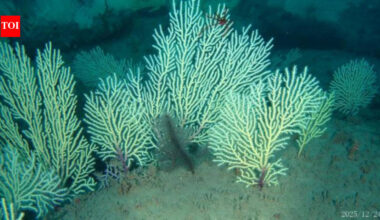 Scientists marked this West African coral reef as probably dead in the 1960s; underwater drones found it alive more than 50 metres below the sea