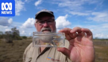 Tiny red-fin blue-eye fish found only in Australia survives predator onslaught