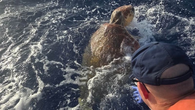 JULY 19, 2026 - After receiving a report from The Turtle Hospital, Coast Guard crews responded and located the turtle, which weighed approximately 450 pounds. The crew safely transported the animal to shore, where Turtle Hospital personnel took over care for evaluation and rehabilitation. (U.S. Coast Guard Southeast)