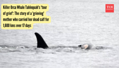 Tahlequah Whale: Killer Orca Whale Tahlequah's 'tour of grief': The story of a 'grieving' mother who carried her dead calf for 1,600 kms over 17 days
