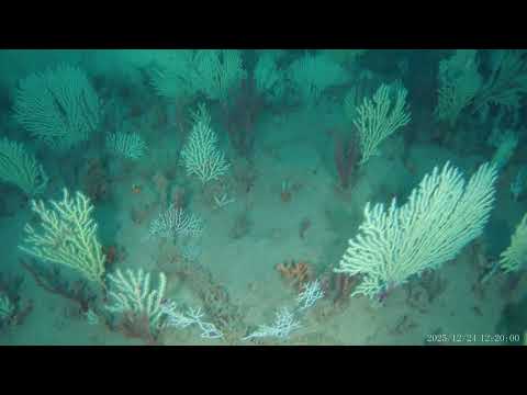 Deep-sea reef near Benin thumbnail