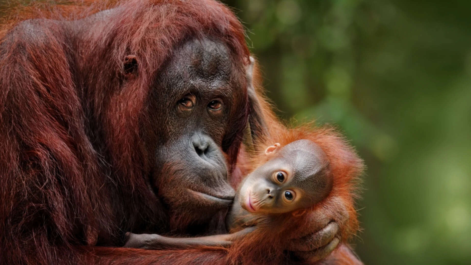 Orangutan mother with child
