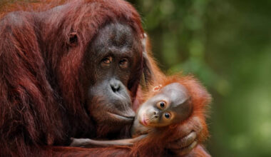 Orangutan Mothers Plan Playdates For Young: Orangutan mothers travel for hours, even skip lunch to arrange 'jungle playdates' for their young, new study finds