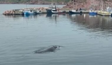 Goldfish the North Atlantic right whale spotted outside Bay de Verde office window