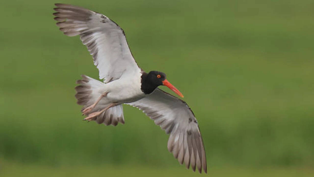 American oystercatchers were largely wiped out in New England: After a $10 million conservation push across 16 states, their numbers rose 45% along US coasts | World News