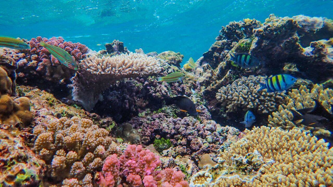 Hawaii’s corals were exposed to polluted water and lost energy needed to survive warming seas, with the same damage seen in two very different species