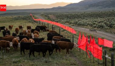 In 2003, scientists discovered wolves refused to cross a simple line of fluttering flags; today it helps protect cattle without killing predators |