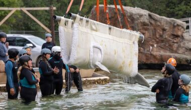 6 beluga whales from Marineland in Niagara Falls, Ont., now swimming in new U.S. homes