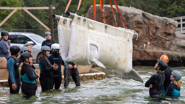 6 beluga whales from Marineland in Niagara Falls, Ont., now swimming in new U.S. homes