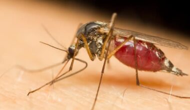 Is releasing millions of sterile mosquitoes a good idea?