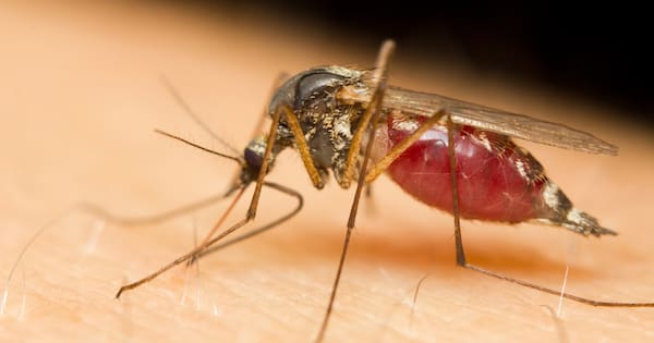 Is releasing millions of sterile mosquitoes a good idea?