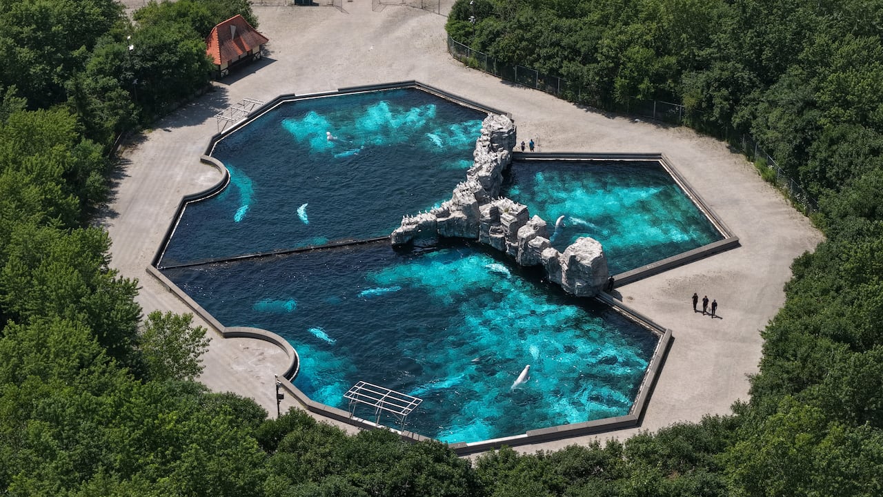 In a shot taken from high above, whales can be seen submerged in a large pool broken into three sections. Five people walk near the pools.