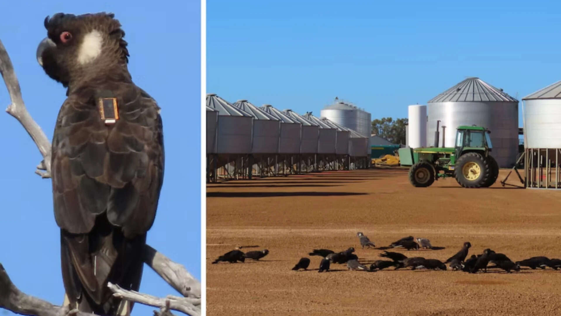 The study spanned five areas in WA's Wheatbelt region. (Supplied: Murdoch University) -