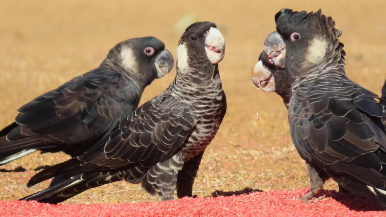 Scientists tracked endangered Australian cockatoos for three breeding seasons and found pesticides in 80% of seed samples, some hundreds of times above regulatory limits