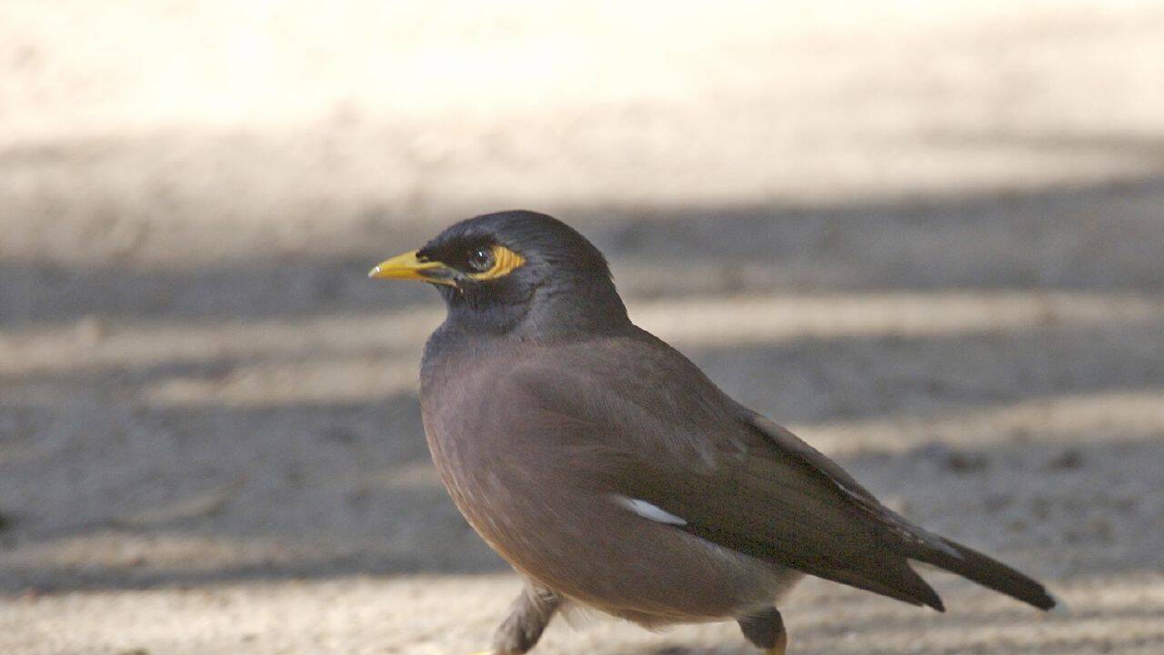In 1862, the Indian myna was shipped to Melbourne to control crop pests and is now one of only three birds on the world's 100 worst invaders |