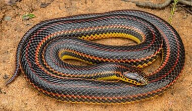 Rainbow Snake: The hidden wetland hunter that depends on American eels and rarely encounters humans |