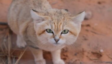 How a YouTube video proved the existence of Libya’s sand cats