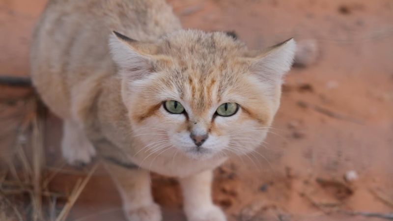 How a YouTube video proved the existence of Libya’s sand cats
