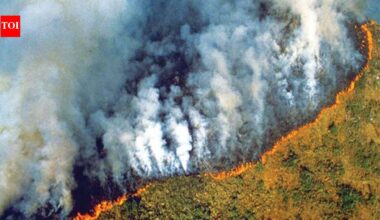 Amazon fires peaked during the 2024 drought. A year later, burned area hit its lowest level since records began in 1985