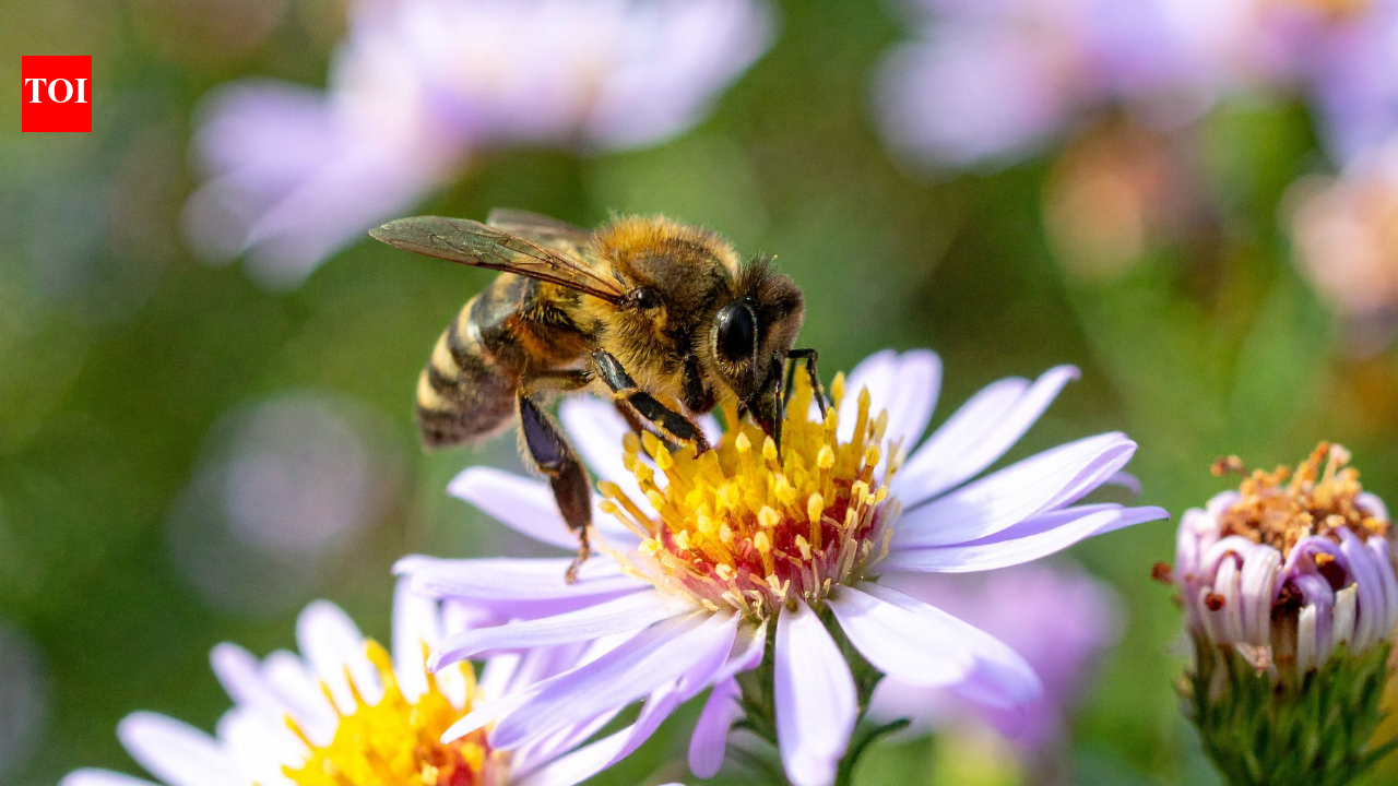 After two years of banning bee-harming pesticides, France allows their return, facing backlash from environmentalists | World News