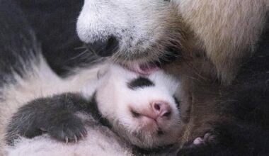 A baby giant panda at Everland opens both eyes and begins crawling as it reaches 50 days, Thursday. Courtesy of Everland
