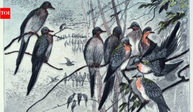 Passenger Pigeon Extinction: In 1914, the passenger pigeon disappeared after once filling North American skies, becoming one of history’s greatest wildlife losses